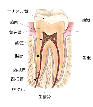 歯の断面図
